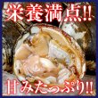 画像1: 殻ほっき貝　 (1)
