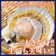 画像1: 北海道産 殻ほたて貝 （5枚1セット） (1)