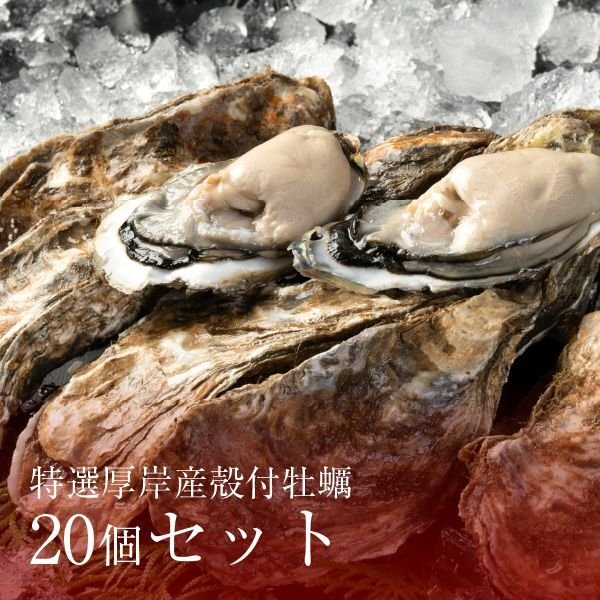 画像1: クシロ商店 特選厚岸産殻付牡蠣20個セット (1)