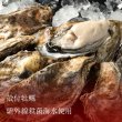 画像1: 殻付牡蠣  紫外線殺菌海水使用　※ご注文は10個単位で承ります。　 (1)