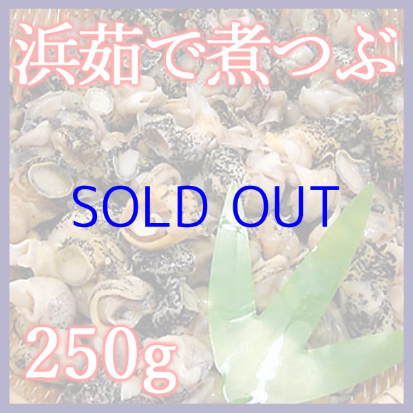 画像1: 浜茹で 煮つぶ 250g（灯台つぶ） (1)