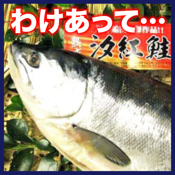 【わけあり】汐紅鮭　2.0kg前後